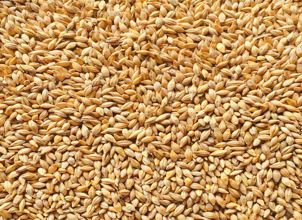 <b>Malt Your Own Barley</b>